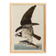 Poster about the Osprey, based on an old engraving from 1827.