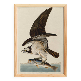 Poster about the Osprey, based on an old engraving from 1827.