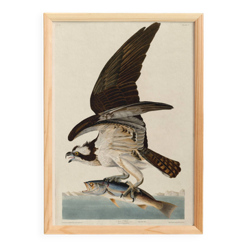 Affiche sur le Balbuzard pêcheur, d’après une gravure ancienne de 1827.