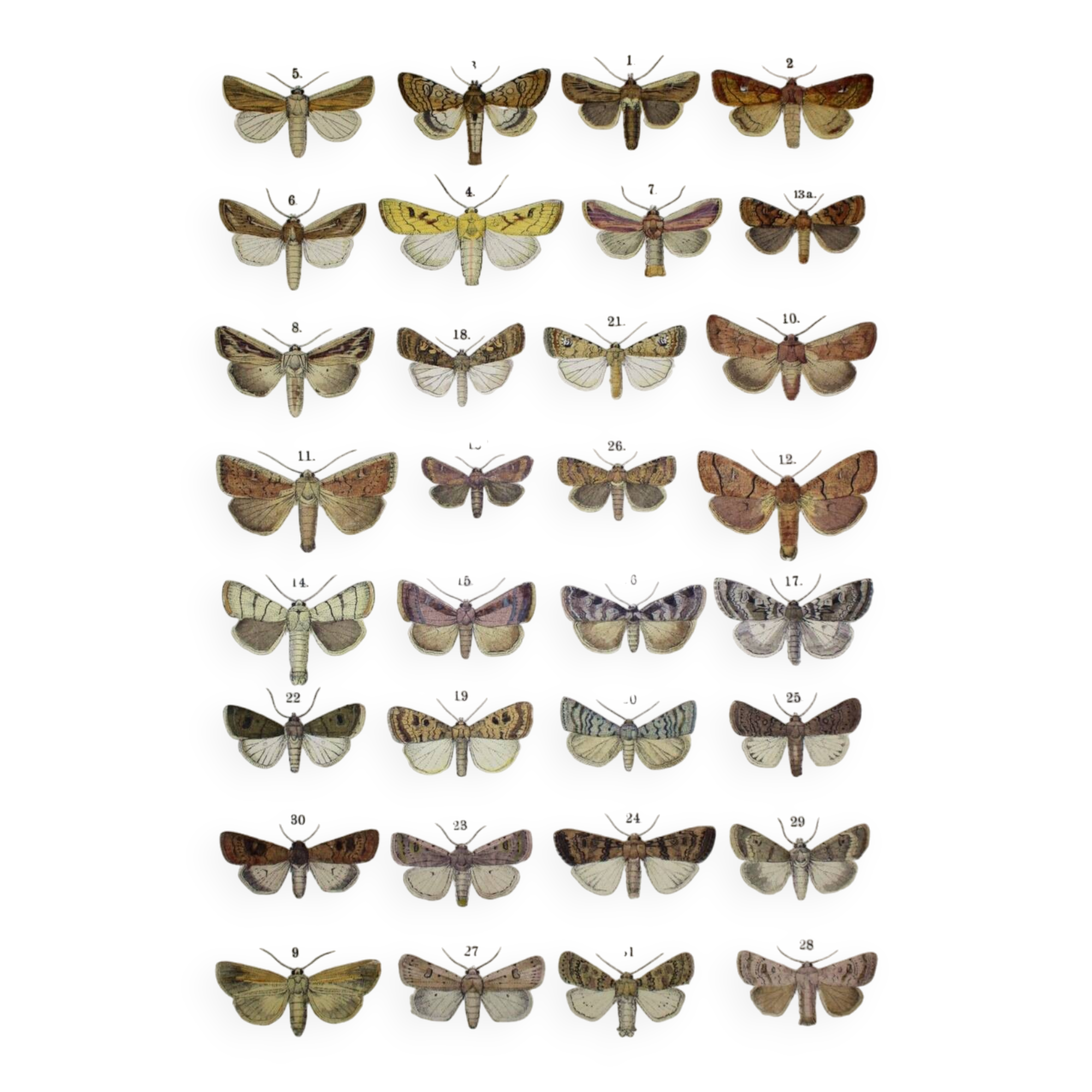 Antique print of Butterflies - Lithograph from 1887 - Andereggii - Original illustration