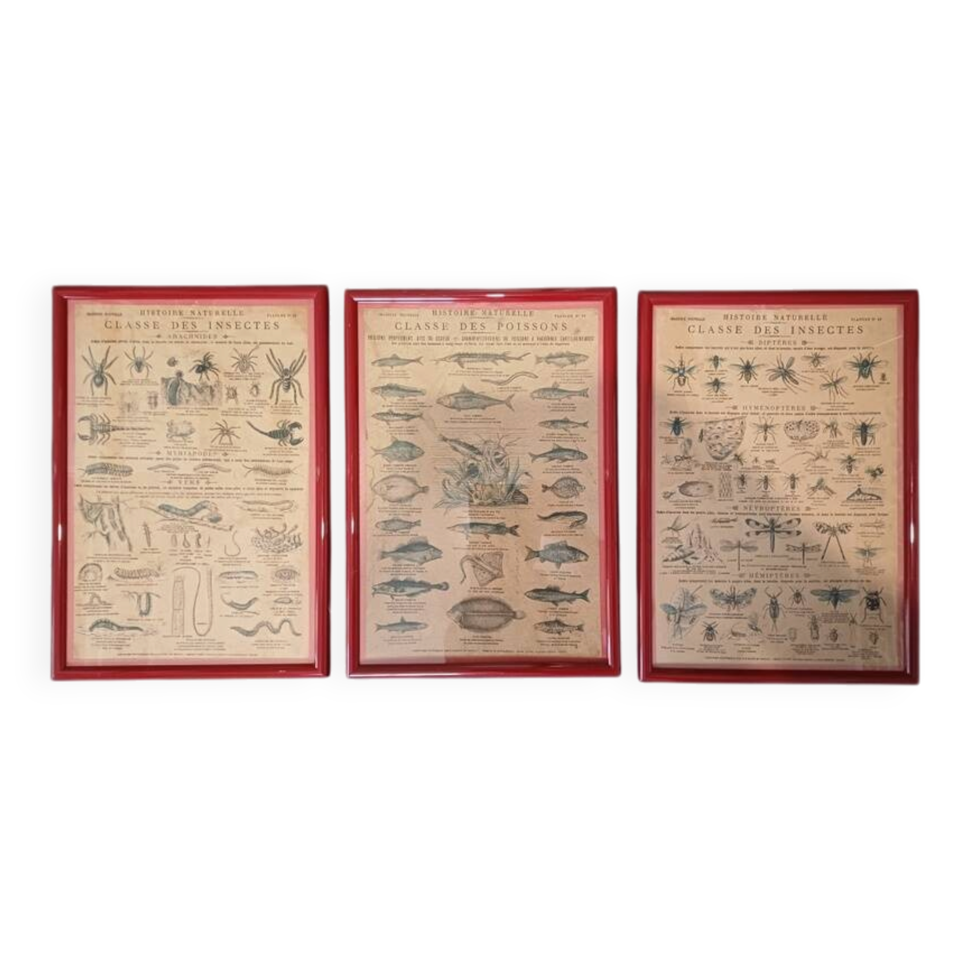 Set of educational boards on Natural History "New Imagery"