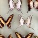 Vintage Naturalized Butterflies