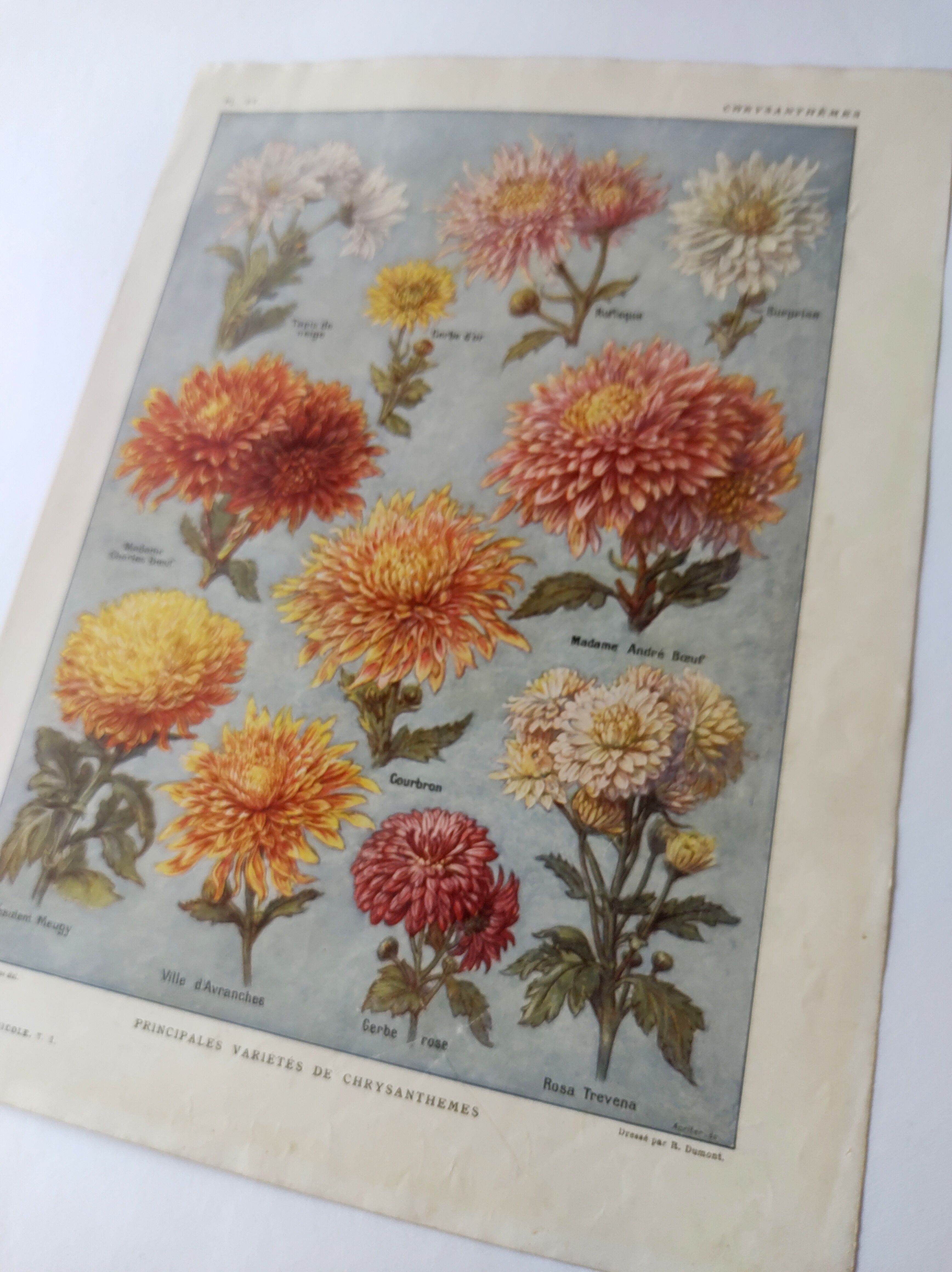 Antique print • Chrysanthemums • Original poster from 1922