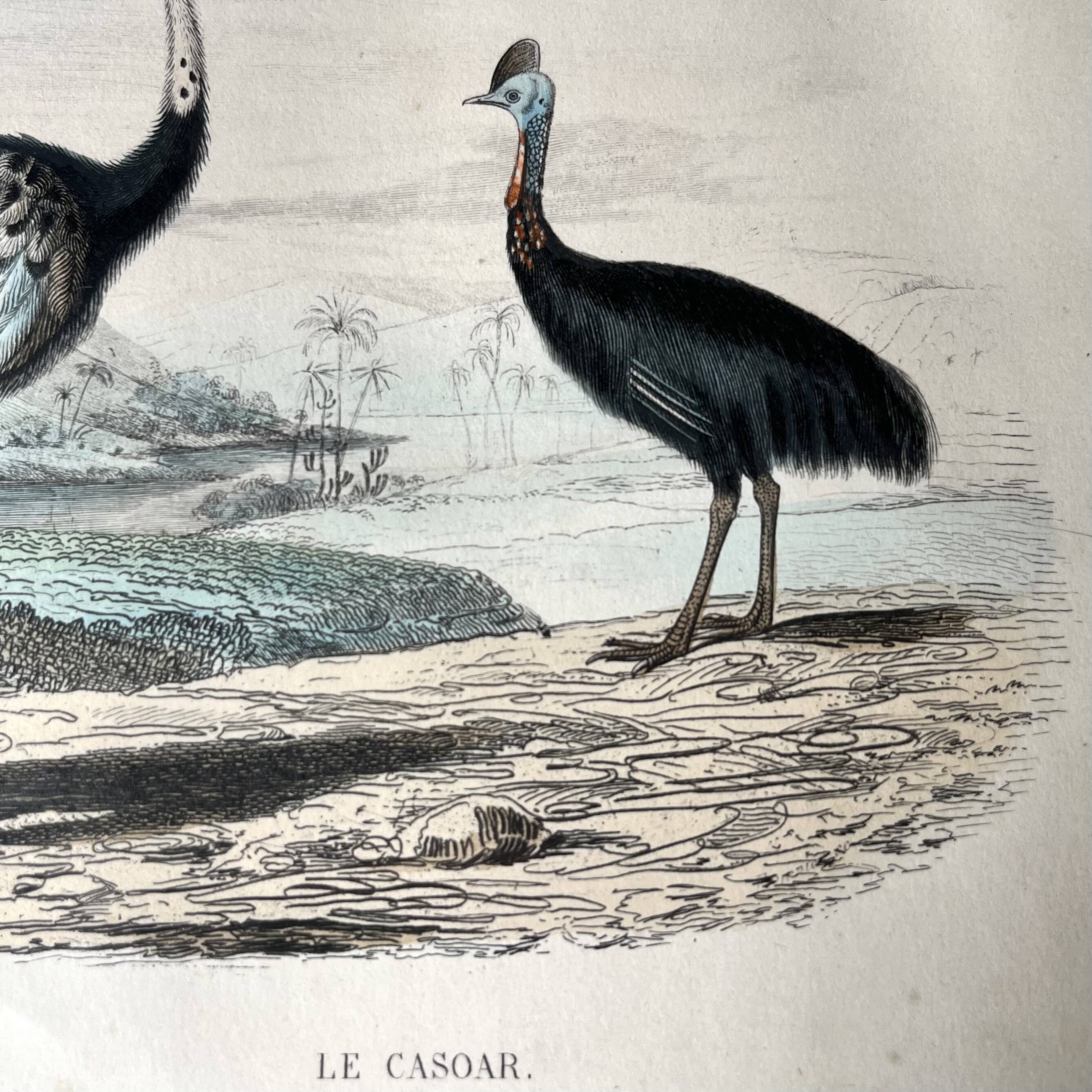 Ornithological plate "Ostrich & Cassowary" by Buffon