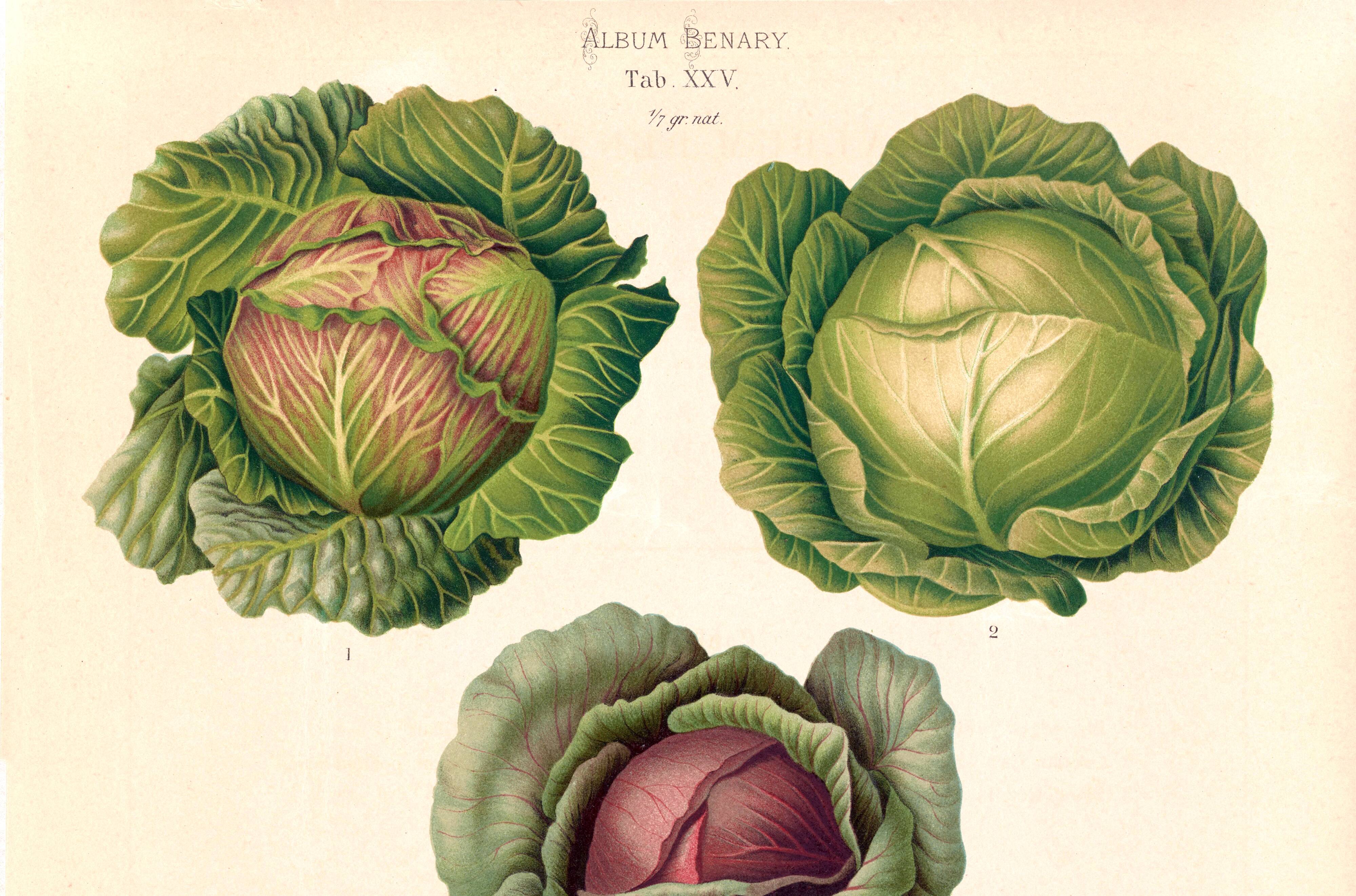 Poster on cabbages, based on an old engraving from 1886.