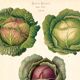 Poster on cabbages, based on an old engraving from 1886.