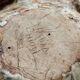 Fantastic creature in Saint Amand sandstone, signed Nadia Chiodi