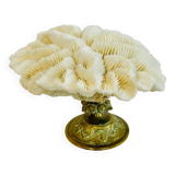 Coquillage - corail