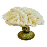 Coquillage - corail