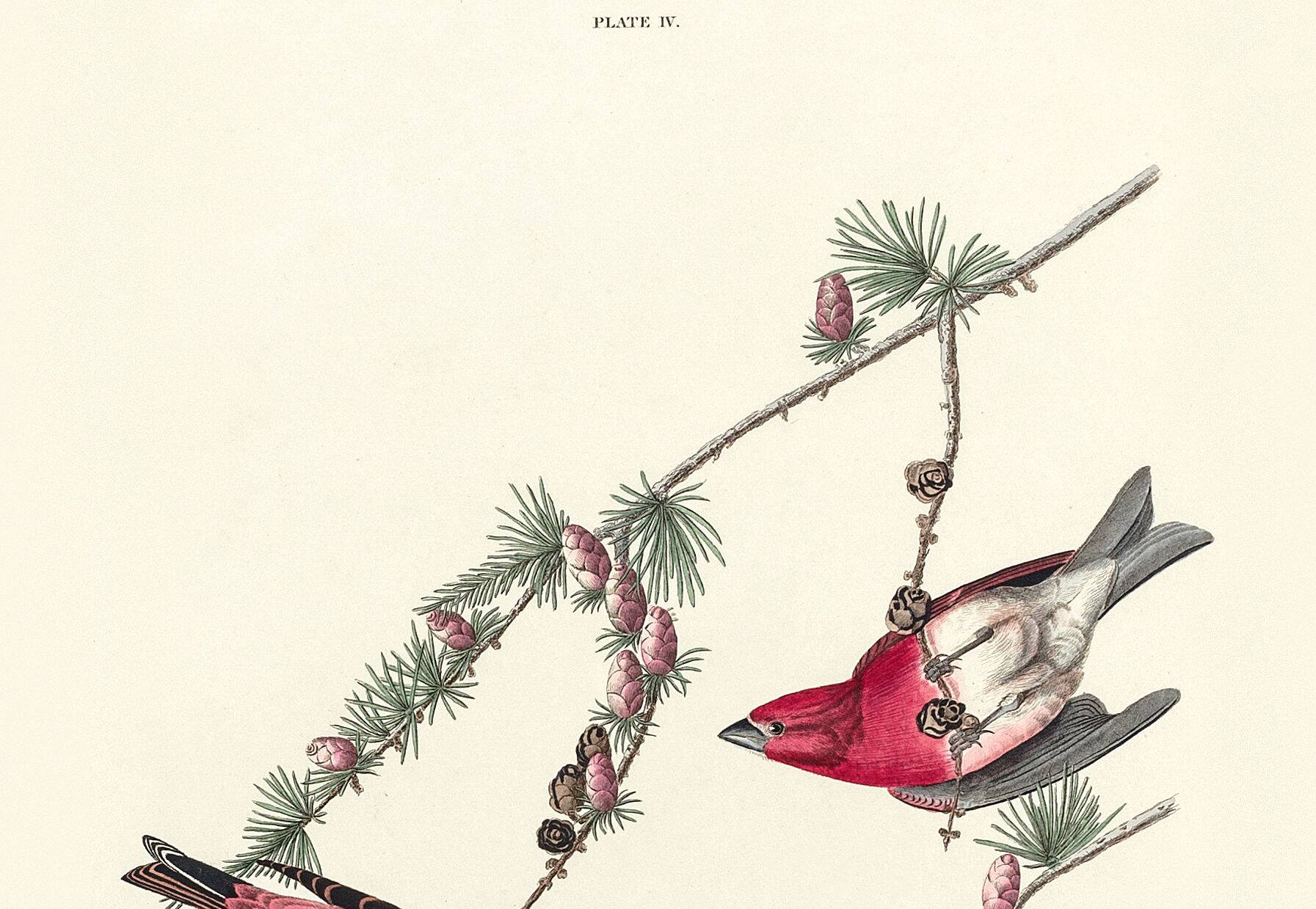 Poster about the Purple Rosefinch, based on an old engraving from 1827.