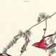 Poster about the Purple Rosefinch, based on an old engraving from 1827.