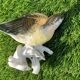 Oiseau numéroté et signé Karl Ens, en porcelaine de Saxe, XIXème siècle
