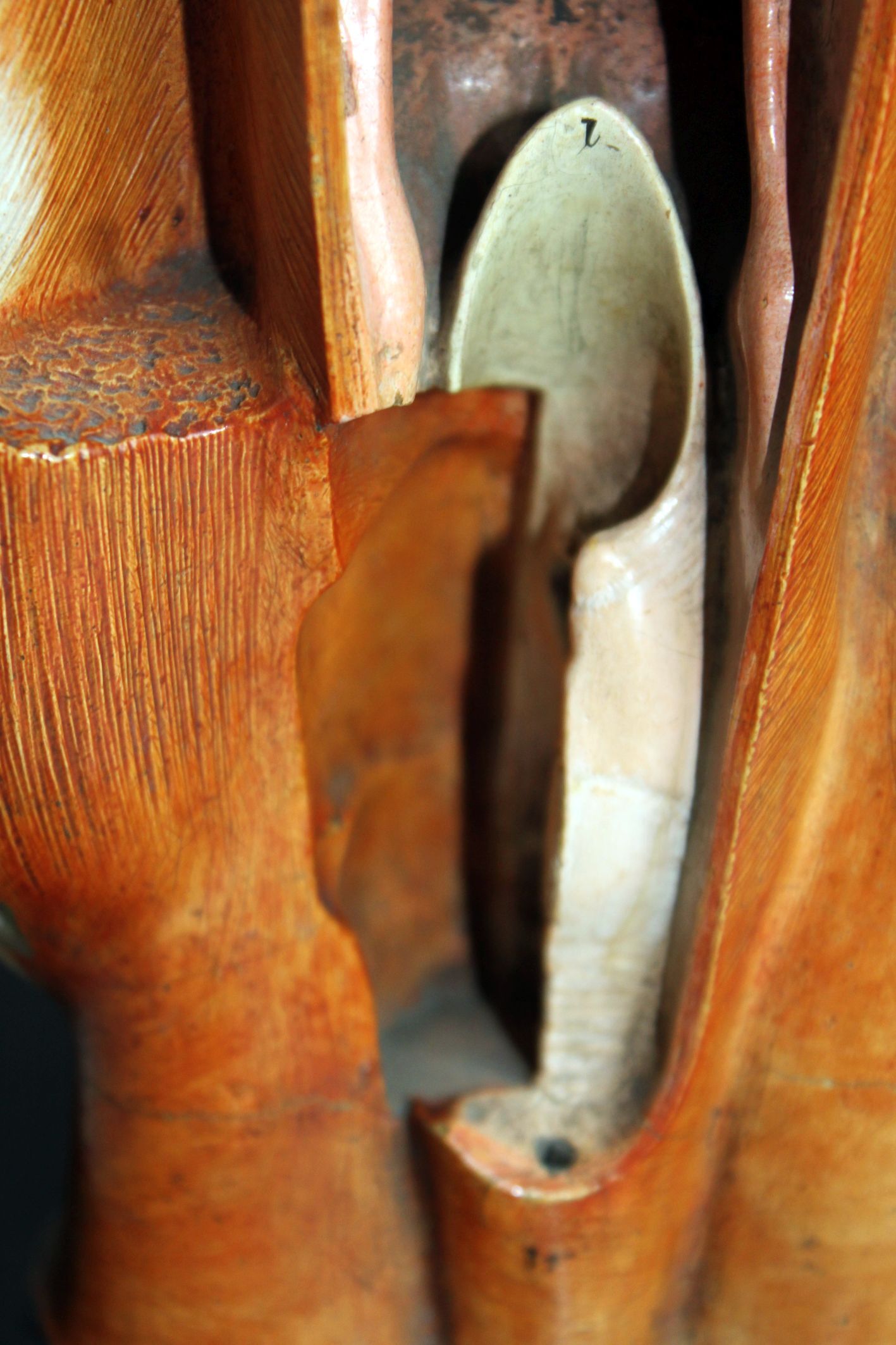 Anatomical model of human face, 30