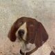 Portrait of country dog oil on canvas 1900