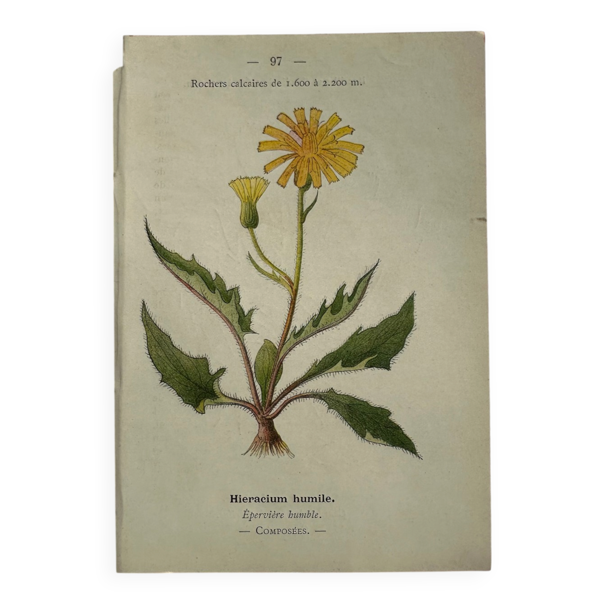 Naturalist Plate – 19th Century Botanical Engraving, Double-Sided