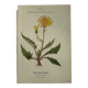 Naturalist Plate – 19th Century Botanical Engraving, Double-Sided