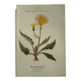 Planche Naturaliste – Gravure botanique ancienne 19eme  recto verso