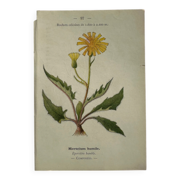 Naturalist Plate – 19th Century Botanical Engraving, Double-Sided