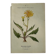 Naturalist Plate – 19th Century Botanical Engraving, Double-Sided