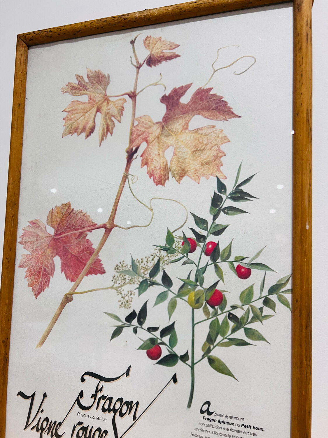 Frame pharmacy herbarium dragon and red vine
