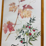 Frame pharmacy herbarium dragon and red vine