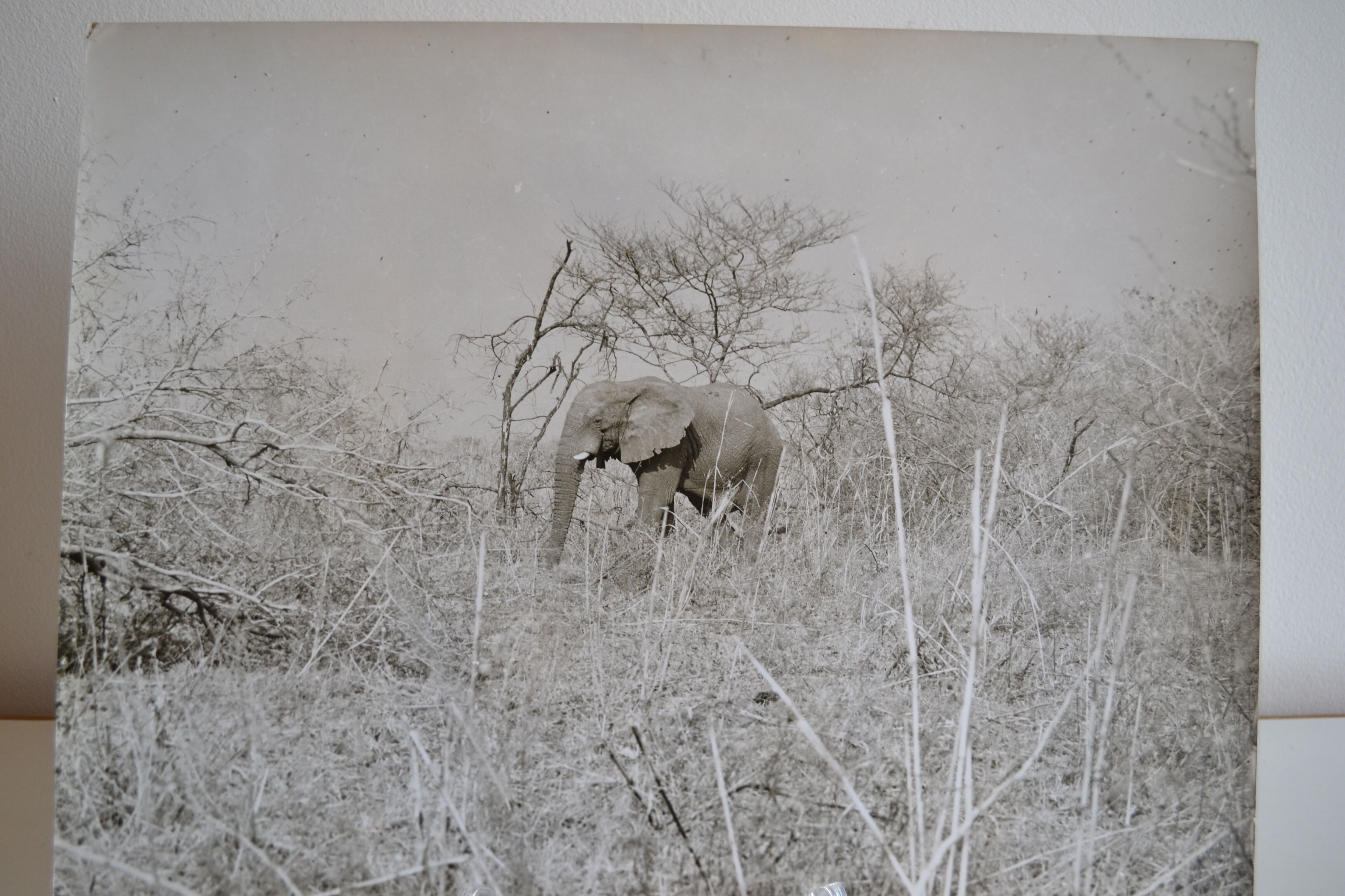 Anonymous silver photo elephant africa circa 1970