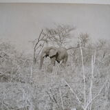 Anonymous silver photo elephant africa circa 1970
