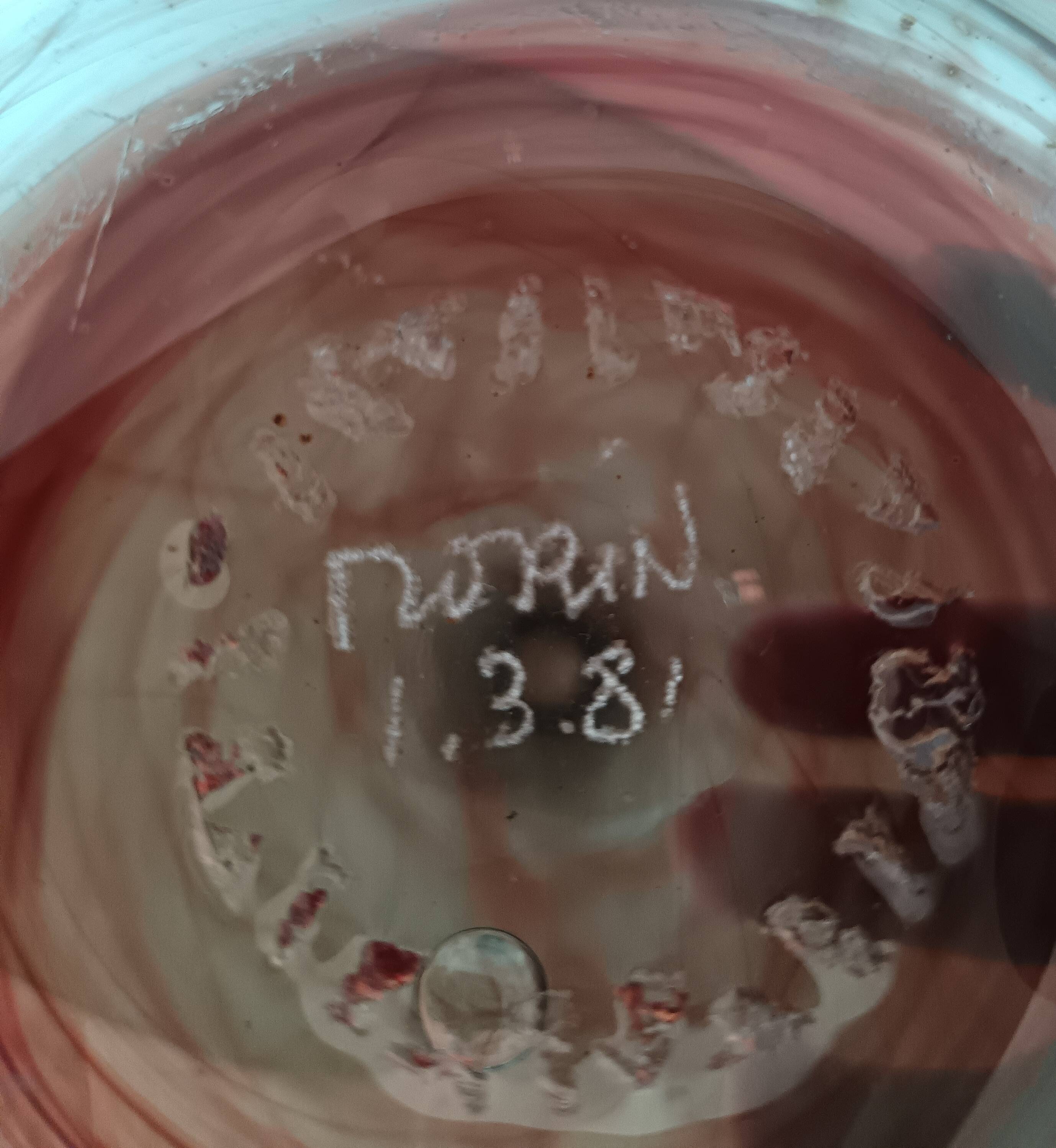 soliflore Claude Morin, Le Pontil workshop (Studio Glass movement) 1981