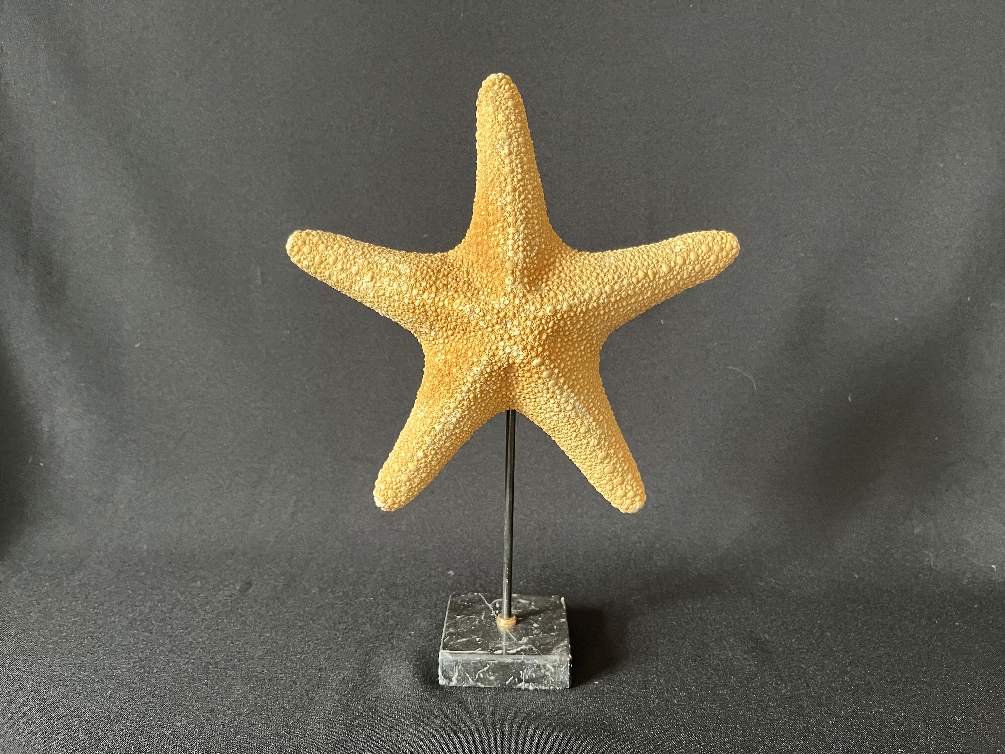 Cabinet of curiosities natural starfish on marble shell base