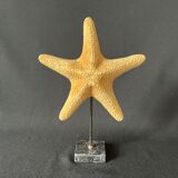 Cabinet of curiosities natural starfish on marble shell base