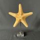 Cabinet of curiosities natural starfish on marble shell base
