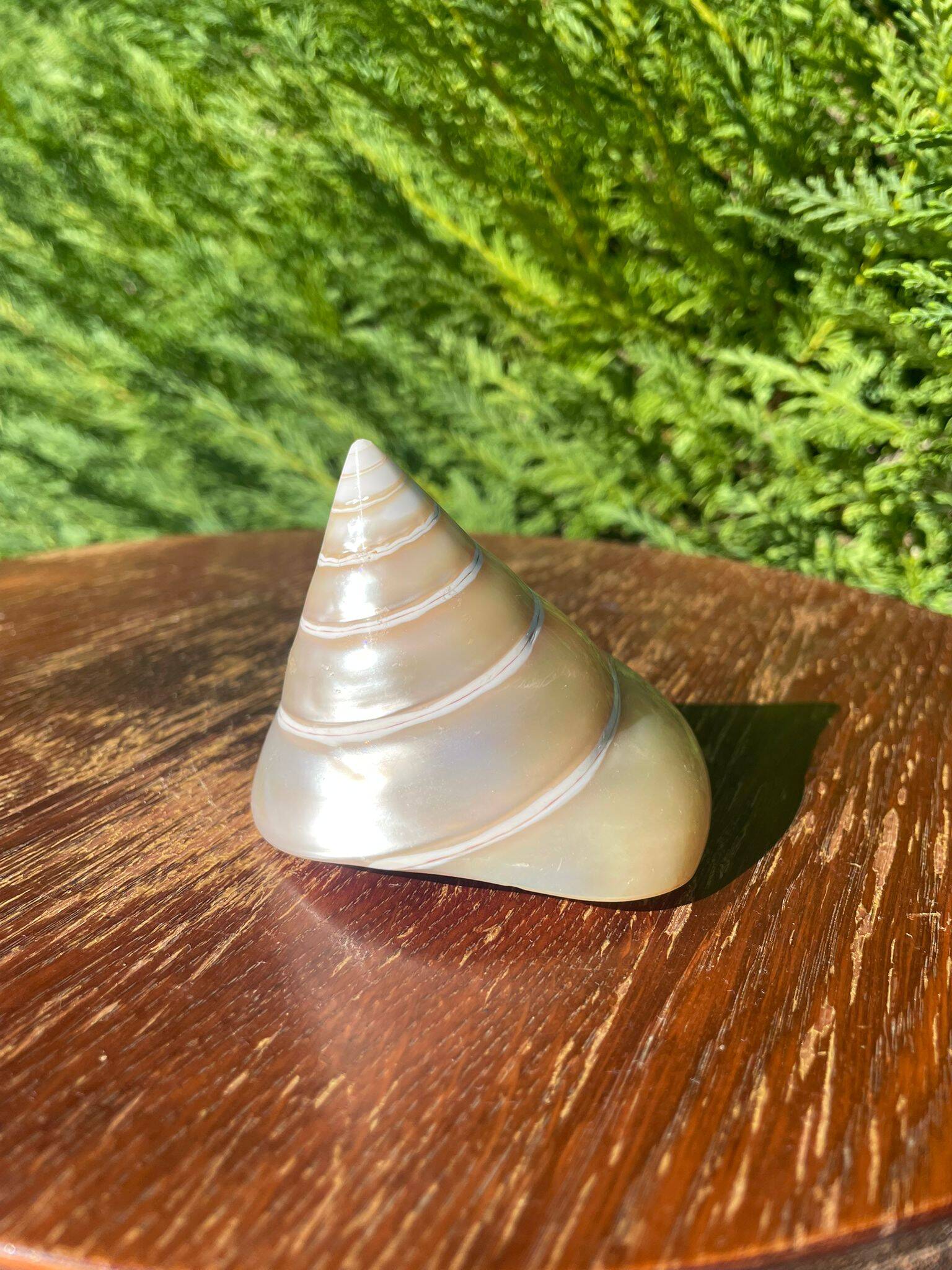 Petit coquillage : Trochus