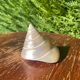Petit coquillage : Trochus
