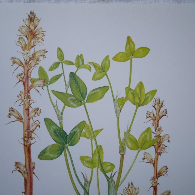 Set of 2 botanical plates Omblette and Orobranche du trèfle