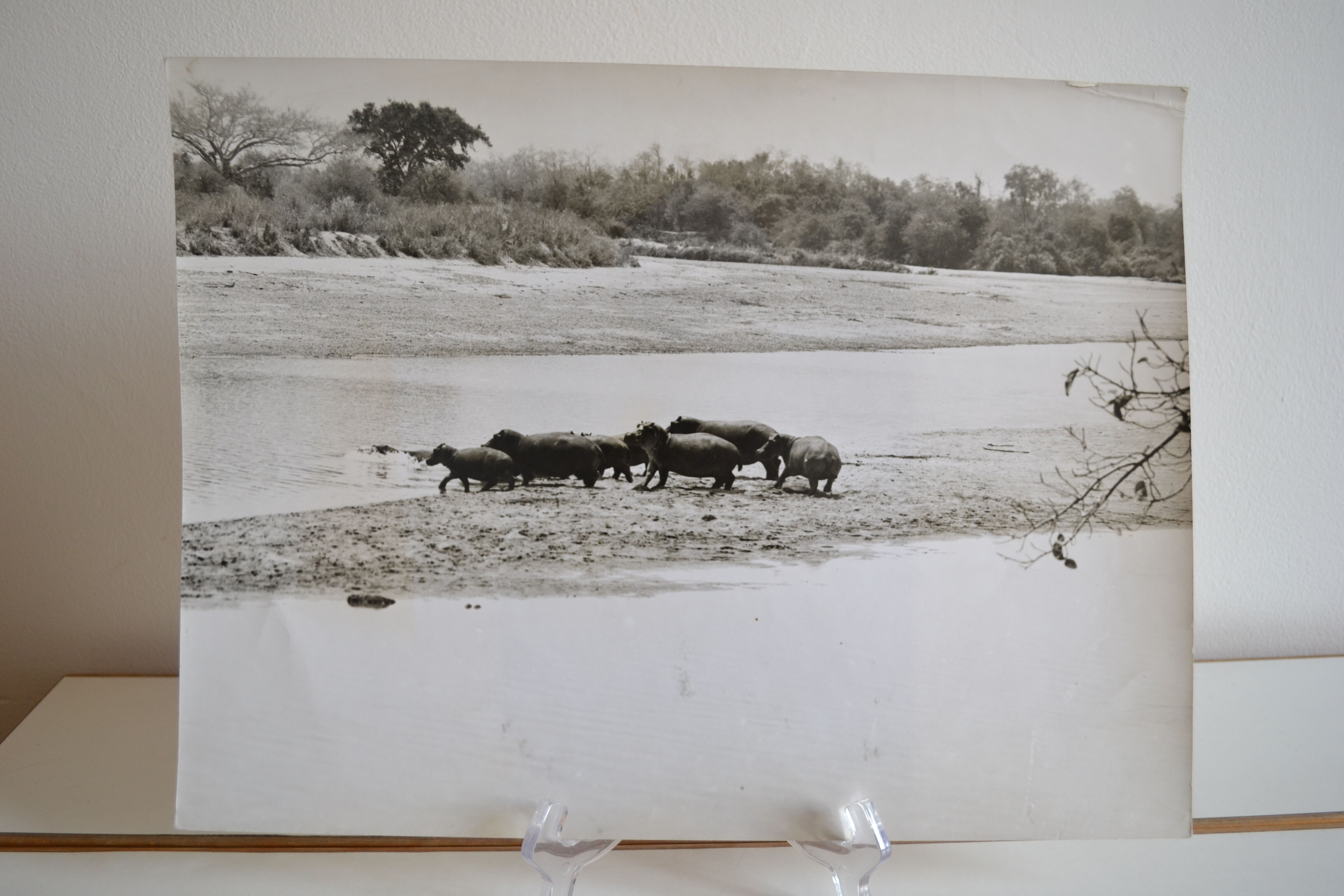 Anonymous silver photo hippopotamus africa circa 1970