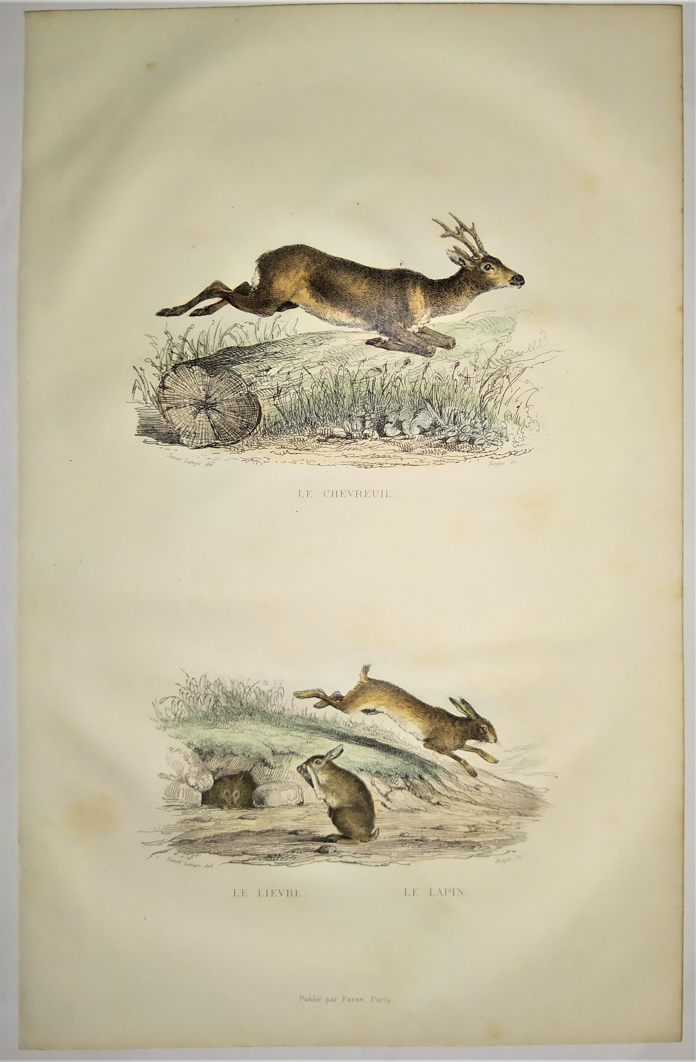 ORIGINAL ZOOLOGICAL PLATE OF 1839 " Deer, Hare,....