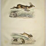 ORIGINAL ZOOLOGICAL PLATE OF 1839 " Deer, Hare,....