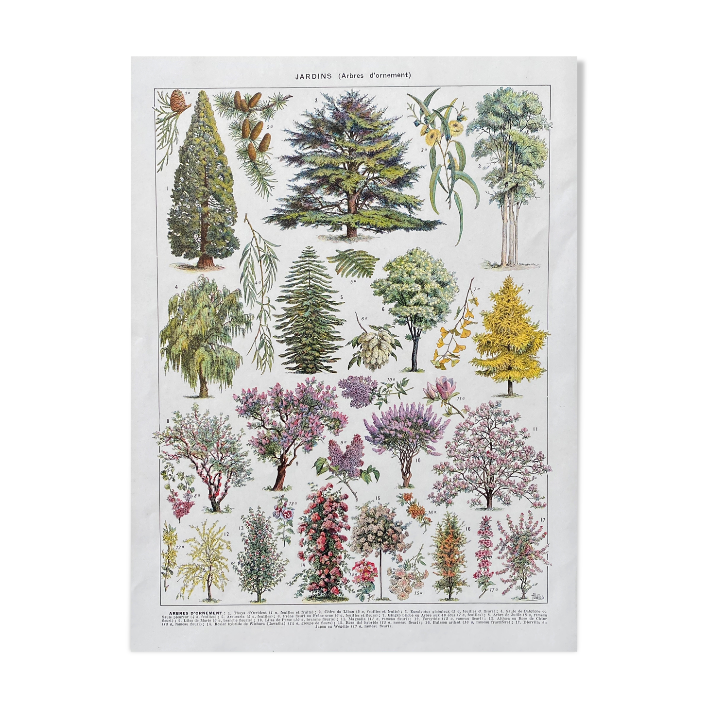 Illustration Millot "Ornamental tree gardens"