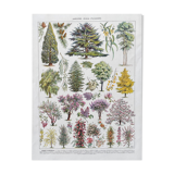 Illustration Millot "Jardins arbres d'ornement"