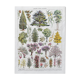Illustration Millot "Ornamental tree gardens"