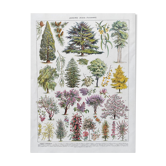 Illustration Millot "Jardins arbres d'ornement"