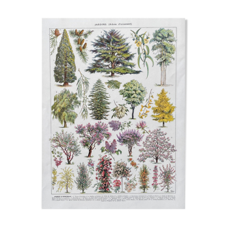 Illustration Millot "Ornamental tree gardens"