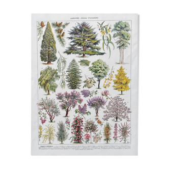 Illustration Millot "Jardins arbres d'ornement"
