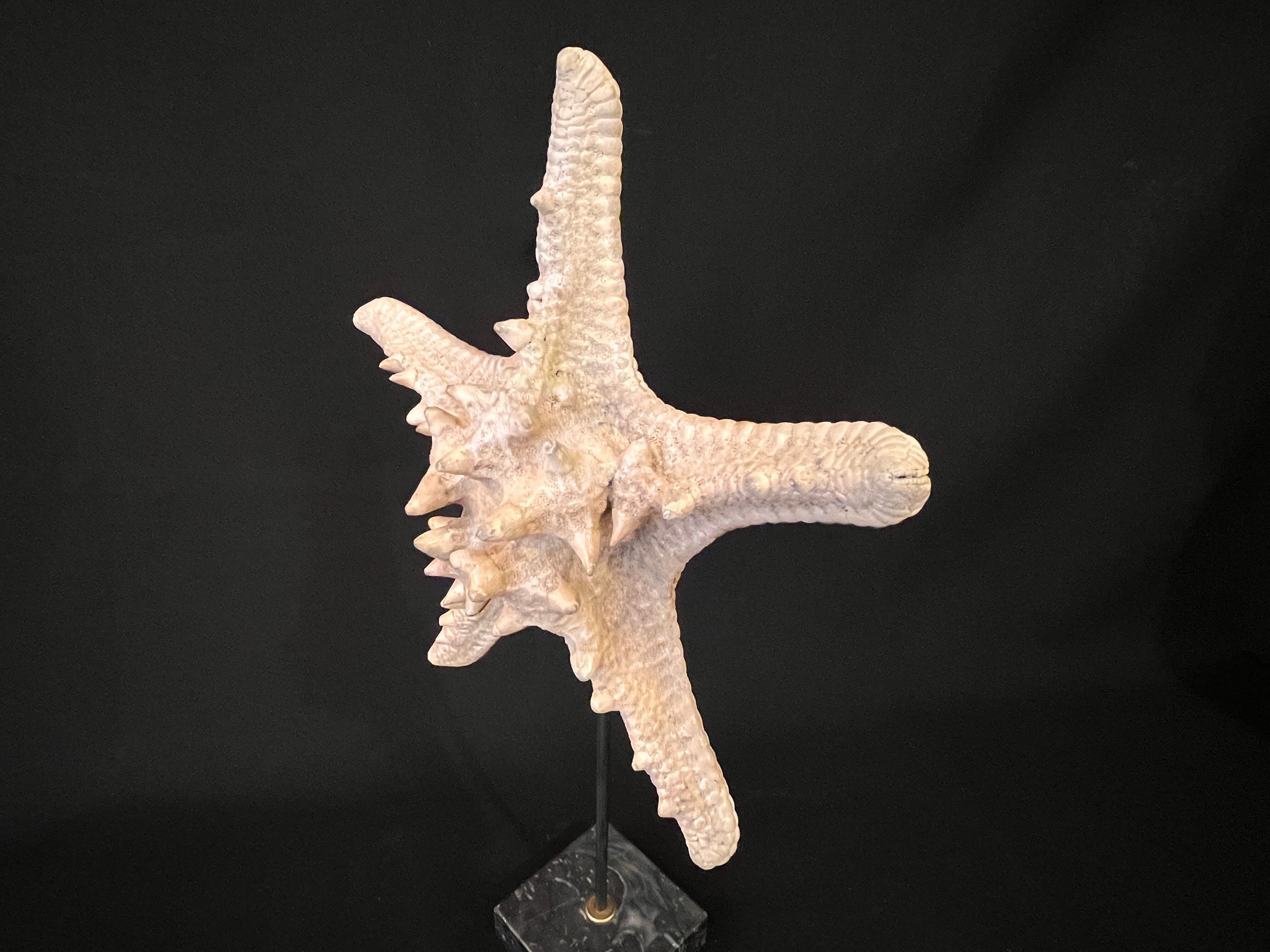 Natural starfish on marble base old cabinet of curiosities vintage shell