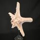 Natural starfish on marble base old cabinet of curiosities vintage shell