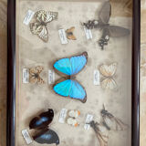 Butterfly framework naturalist entomology