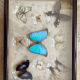 Butterfly framework naturalist entomology