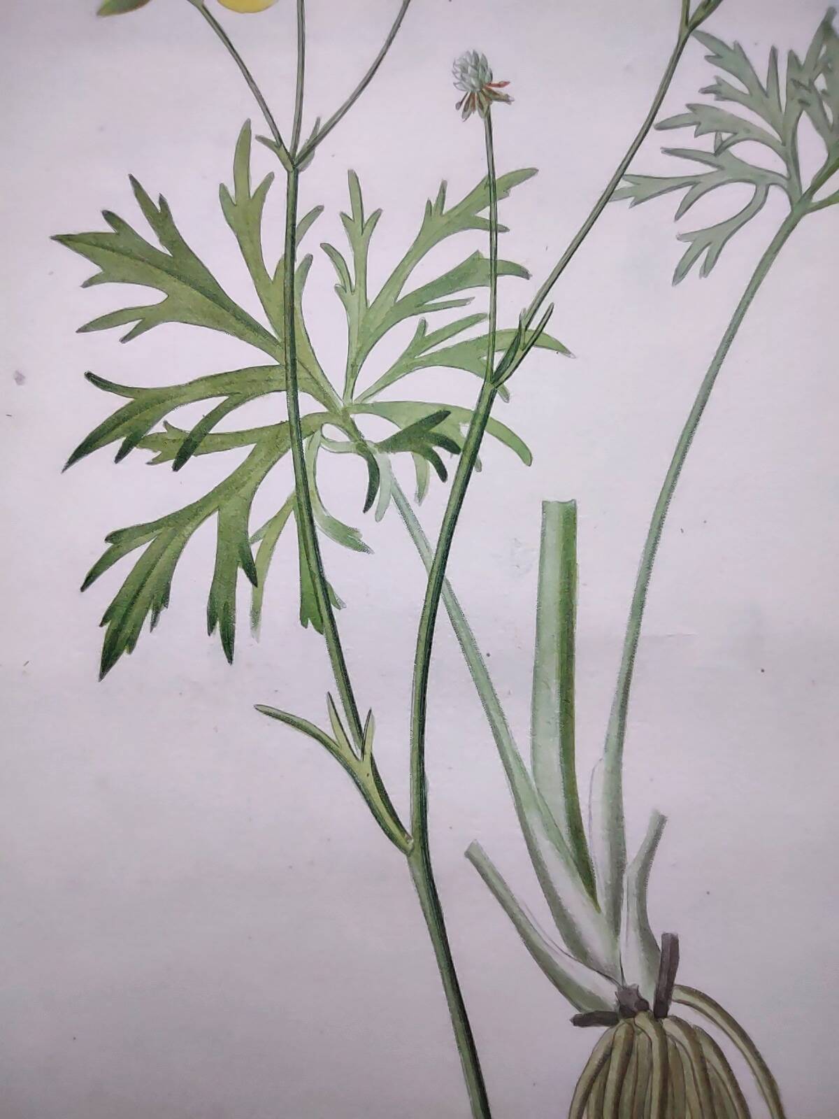 Antique botanical engraving from 1829 - Napel's buttercup - Plate