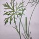 Antique botanical engraving from 1829 - Napel's buttercup - Plate