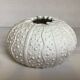 Vase en forme d oursin coquillage